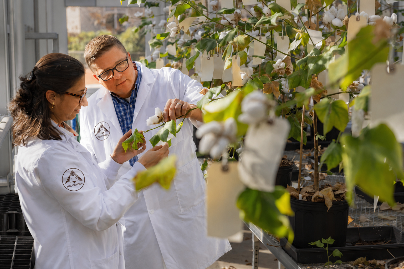 ModernGiza Makes Breakthrough in Giza Cotton Hybrid Breeding